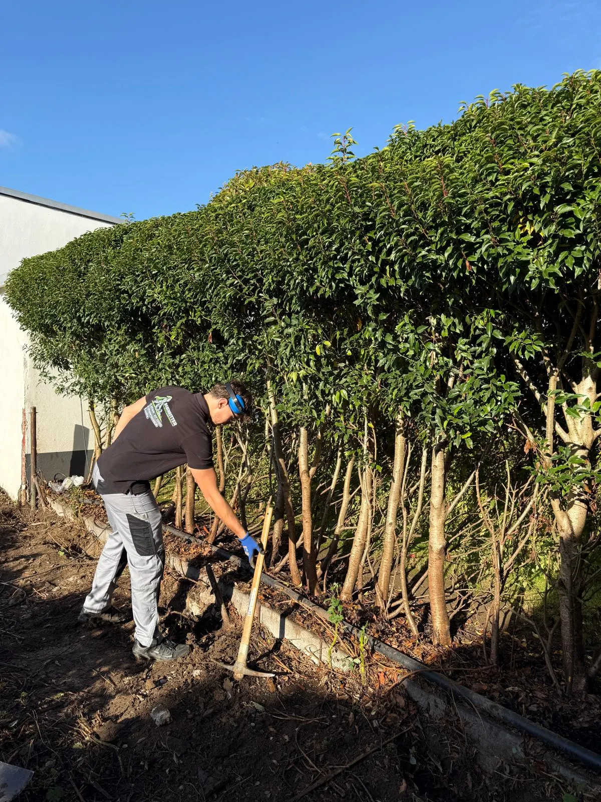 Arbeiten an einer alten Hecke, die Stämme werden freigelegt