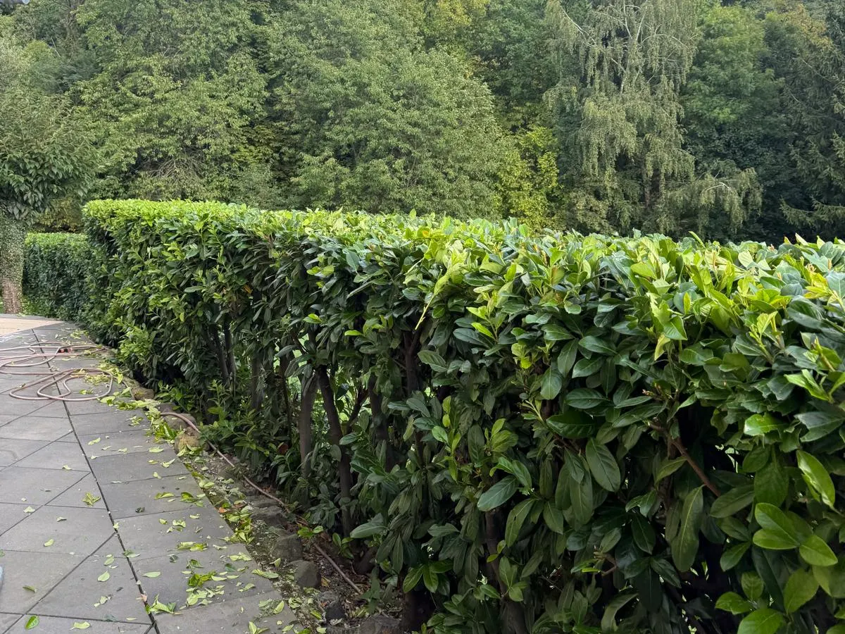 Frisch geschnittene Kirschlorbeerhecke entlang eines Weges