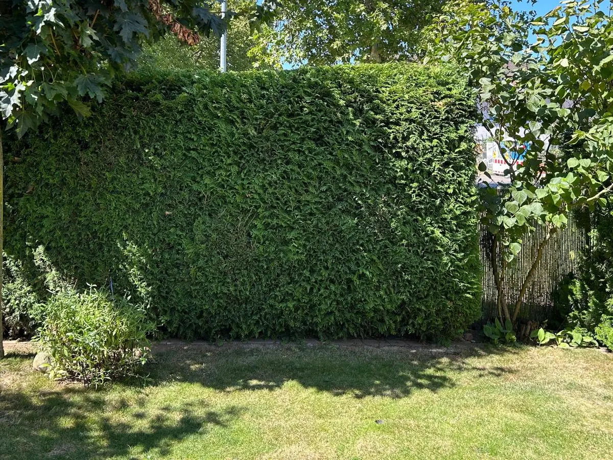 Gemähte Rasenfläche vor einer geschnittenen Hecke