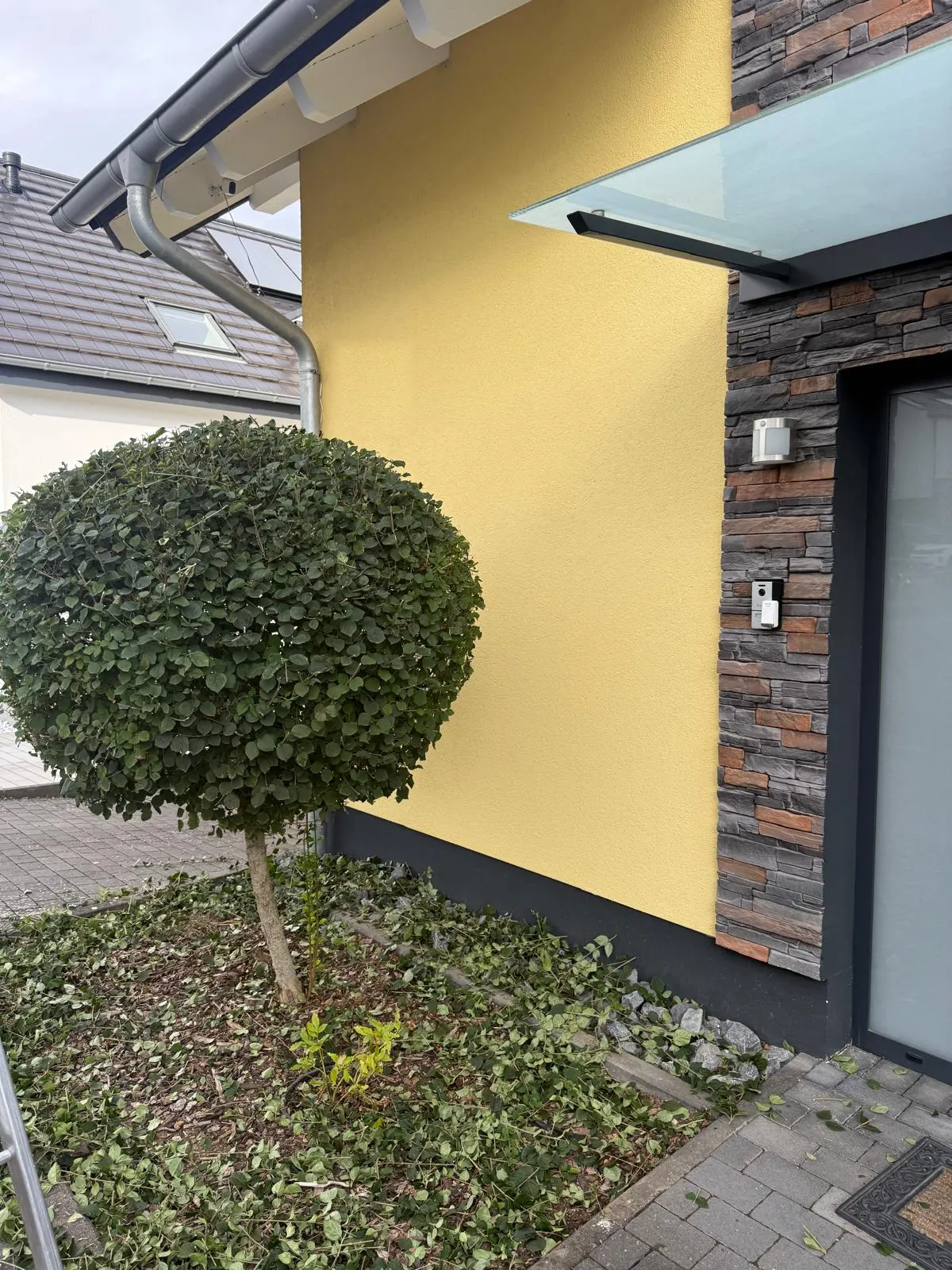 Derselbe Kugelbaum nach dem Formschnitt mit runder Krone